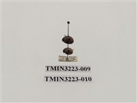 藏品(七星瓢蟲)的圖片